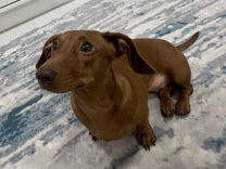 Dachshund – miniature Dashchund