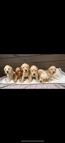 English Cocker Spaniel – Apricot Cocker Spaniel puppies