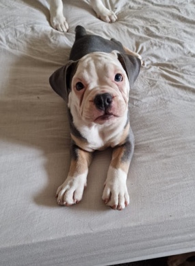 Olde English Bulldogge – Three Old Tyme English Bulldog pups for sale!