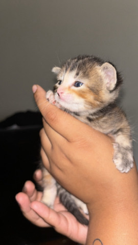 Russian White, Black and Tabby – kittens for sale
