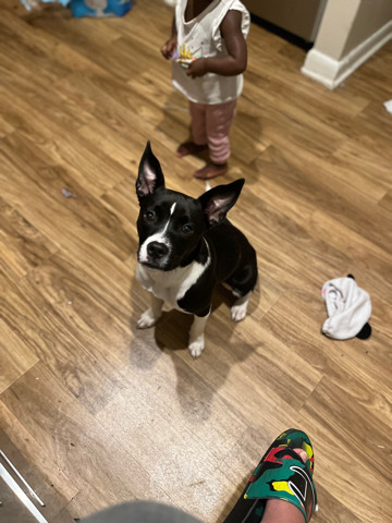 Chihuahua – female puppy for sale