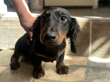 Dachshund – Dachshund – San Diego