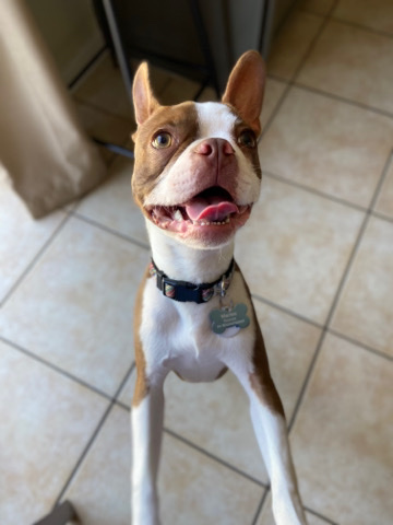 Boston Terrier – Marlee