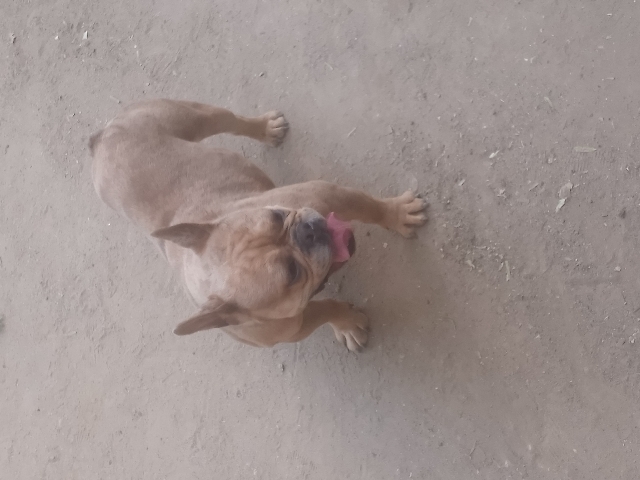 French Bulldog – rehome frenchie