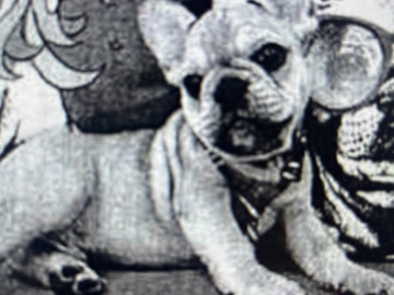 Bulldog – French Bulldog