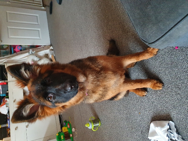 German Shepherd – 1 year old female german shepherd