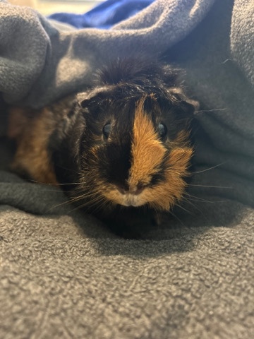 Guinea Pigs