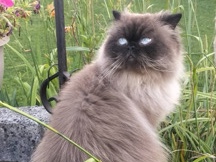 Himalayan – milky – Chantilly