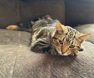 Eight month old cat to be rehomed