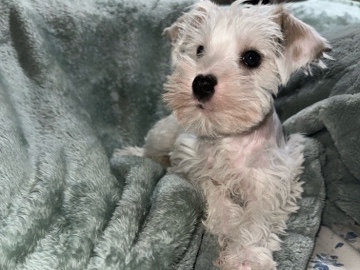 Miniature Schnauzer – mini schnauzer – Bakersfield