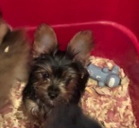 Yorkshire Terrier – male yorkie