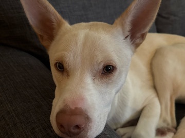 Siberian Husky – Norbert - Husky Mix – Bloomingdale