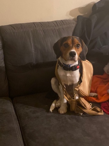 Beagle – Loveable Beagle