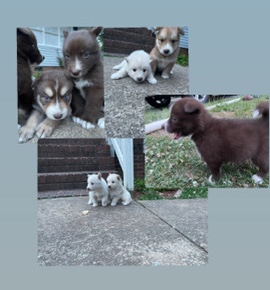 baby dogs for sale