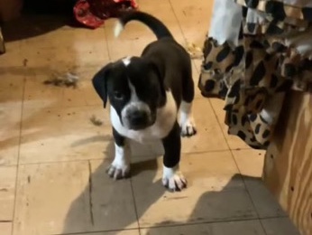 Labrador Retriever – 2 5 week old female Labrador mixes – Elsberry