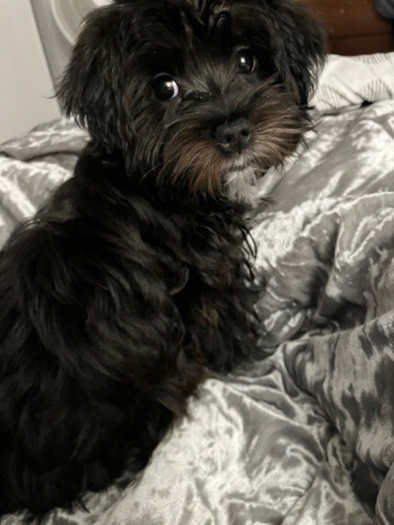 Yorkshire Terrier – Morkie Female 14 weeks