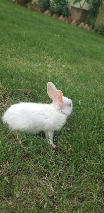 Florida White – Rabbit