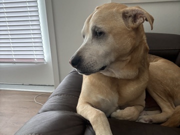 Labrador Retriever – Friendly Yellow Lab Mix make for rehome – Lacey