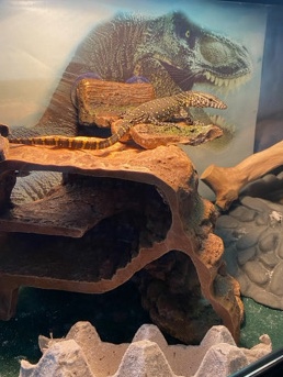 lizard – exotic monitor lizard