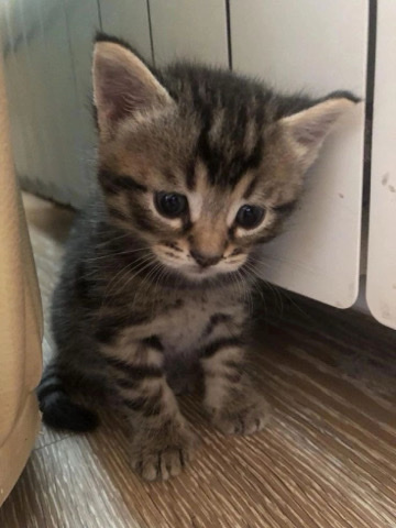 kitten πββ¬