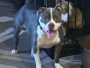 looking for good home – Nashua