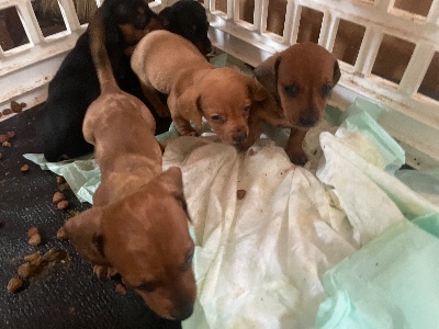 Dachshund – Baby Dachshund puppies – Milwaukee