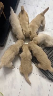 Golden Retriever – golden retriever for sale