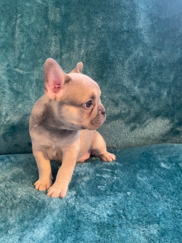 French Bulldog – Frenchie