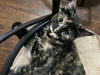 American Shorthair – Sweet Tortie Girl Looking for Fur-ever Home – Wentzville