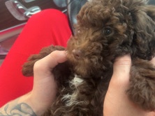 Poodle – mini poodle pure breed