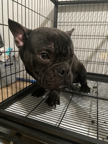 American Bully Micro