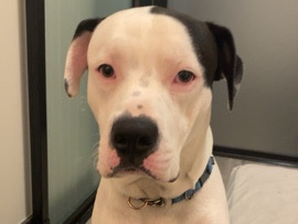 American Bulldog – ghost is a bulldog x dogo cross – Brantford