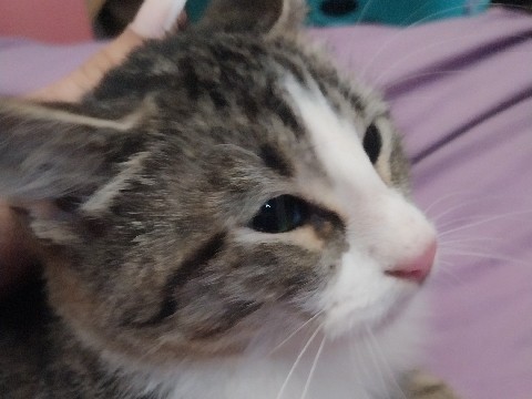 American Bobtail – Bobcat Kitten! – Lindsay