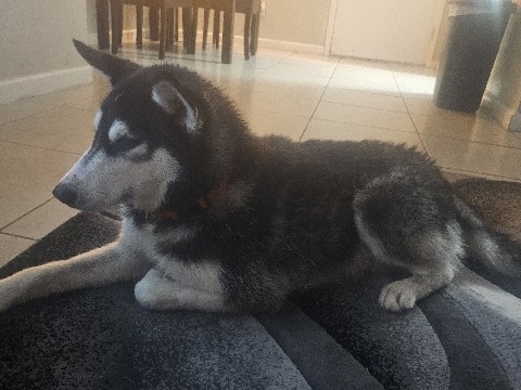 Siberian Husky – Husky Dog