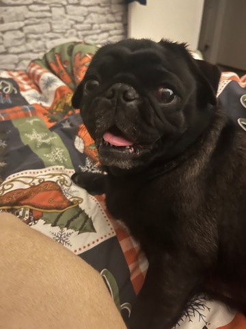 Pug – pug for rehoming 🥰