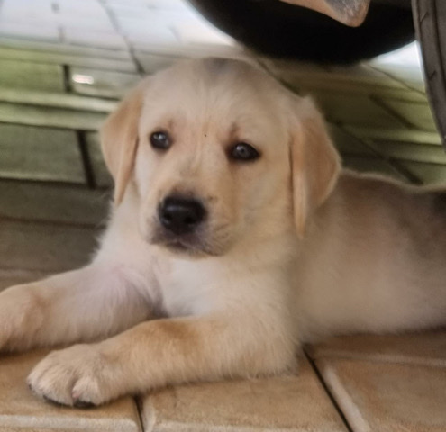 Labrador Retriever – Labrador puppy