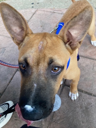 American Staffordshire Terrier – 5 month old staffy baby