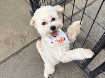 Maltipoo – Rehoming Our Beloved Dog, Happy! – Gaithersburg