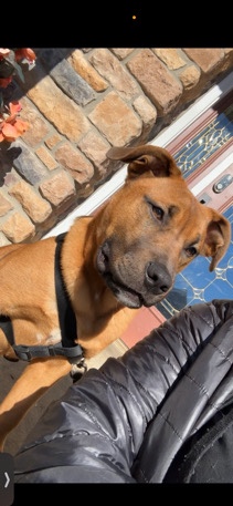 Rhodesian Ridgeback – ridgeback/german shepherd/ American pit bull terrier mix in need of a loving home