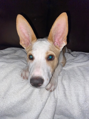 Australian Cattle Dog – Rehoming Female Puppy