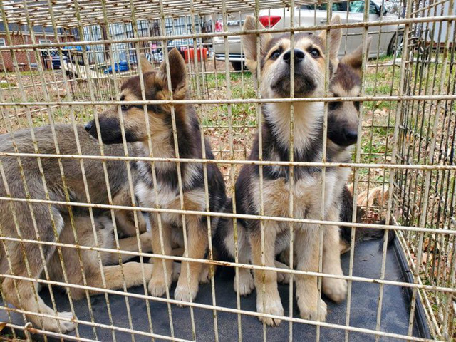 german shepherd puppies