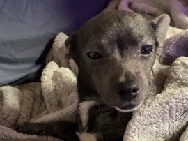 Pomeranian – Benny,Pomchi – Haysville