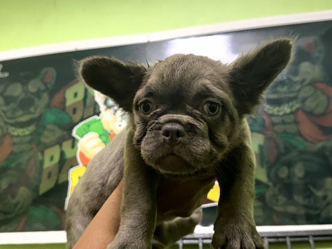 French Bulldog – French bulldog puppy – New York