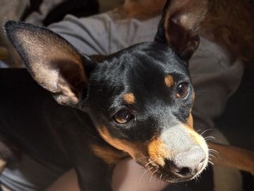 German Pinscher – German Pinscher – Simpsonville