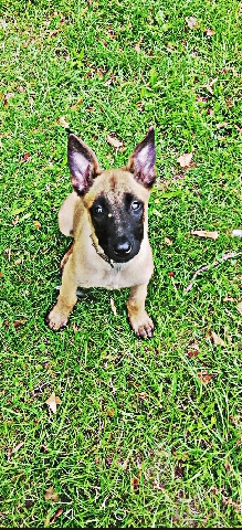Belgian Shepherd Dog (Malinois) – Chiots Malinois