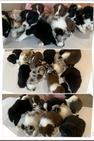 Border Collie – border collie pups