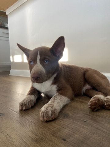 Labrador Husky – Selling a 2 month old Husky!