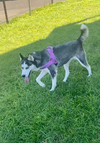 Siberian Husky – Husky
