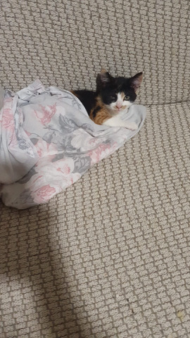 8 weeks old cat female