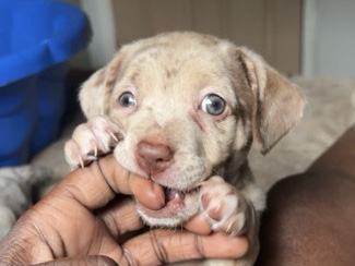 Jack Russell Terrier – Jackchi puppies – Del City